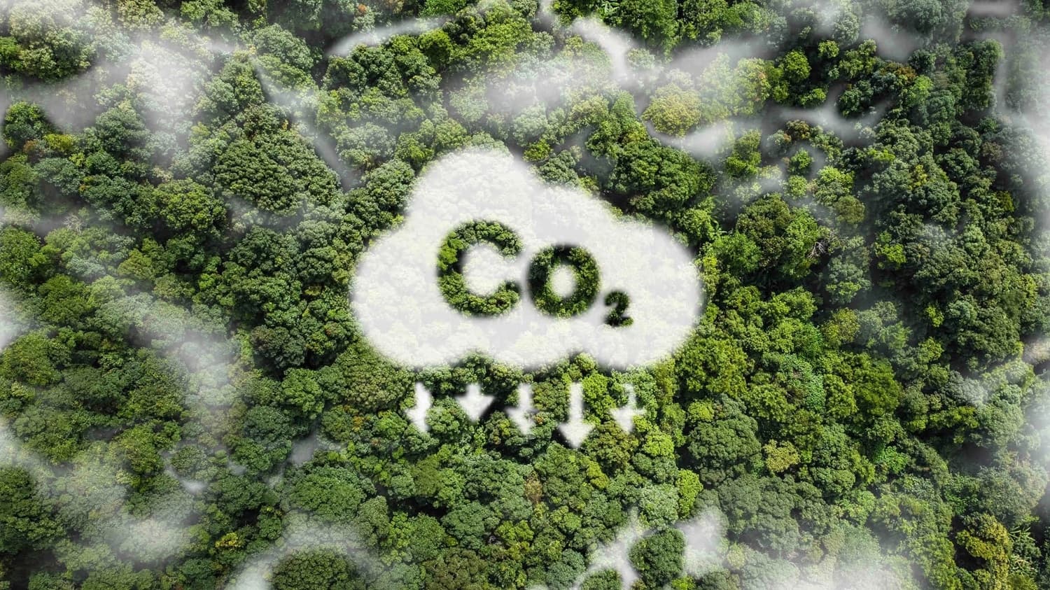 alimler-co2-ni-sekere-cevirmeyi-bacariblar