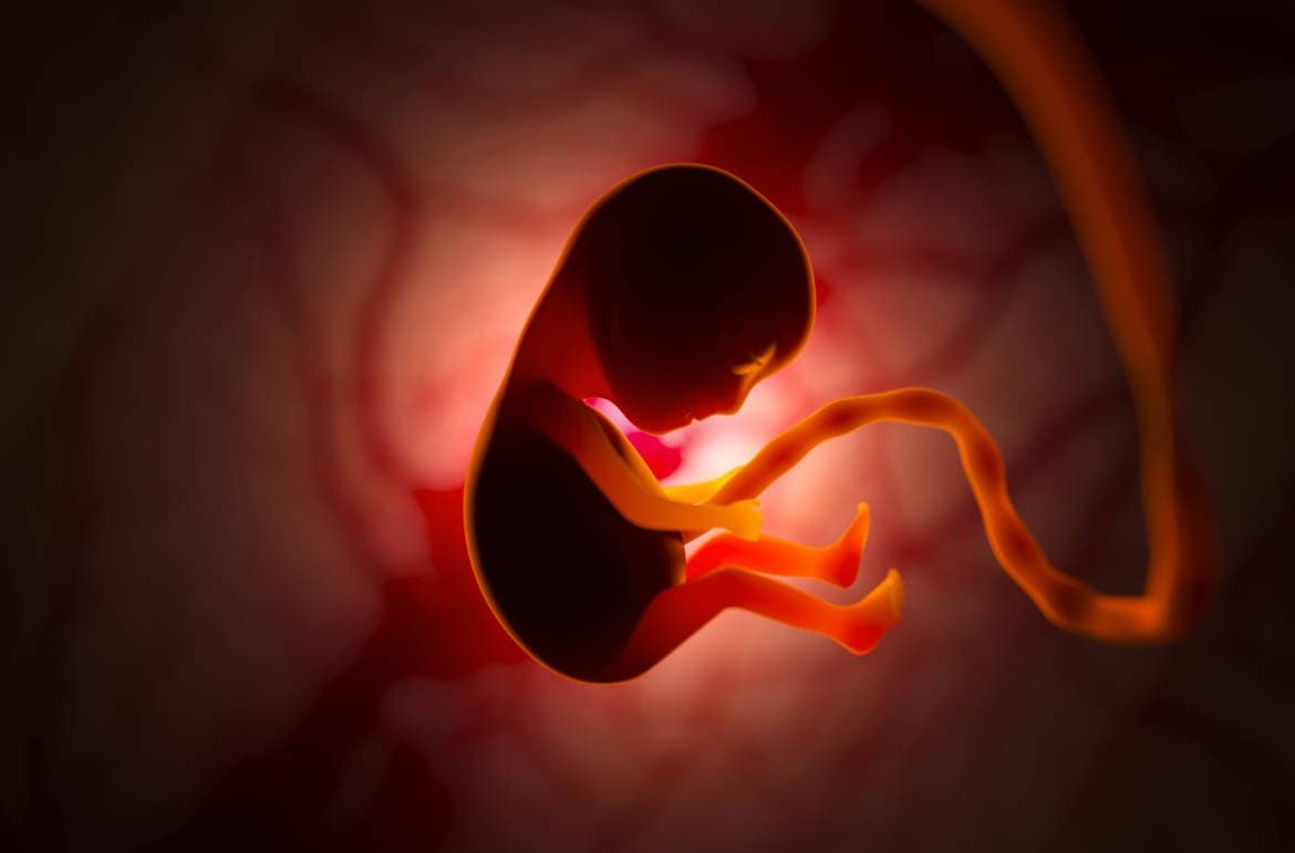 embrionlarin-genetik-ozelliklere-gore-secimleri-realliga-cevrilib
