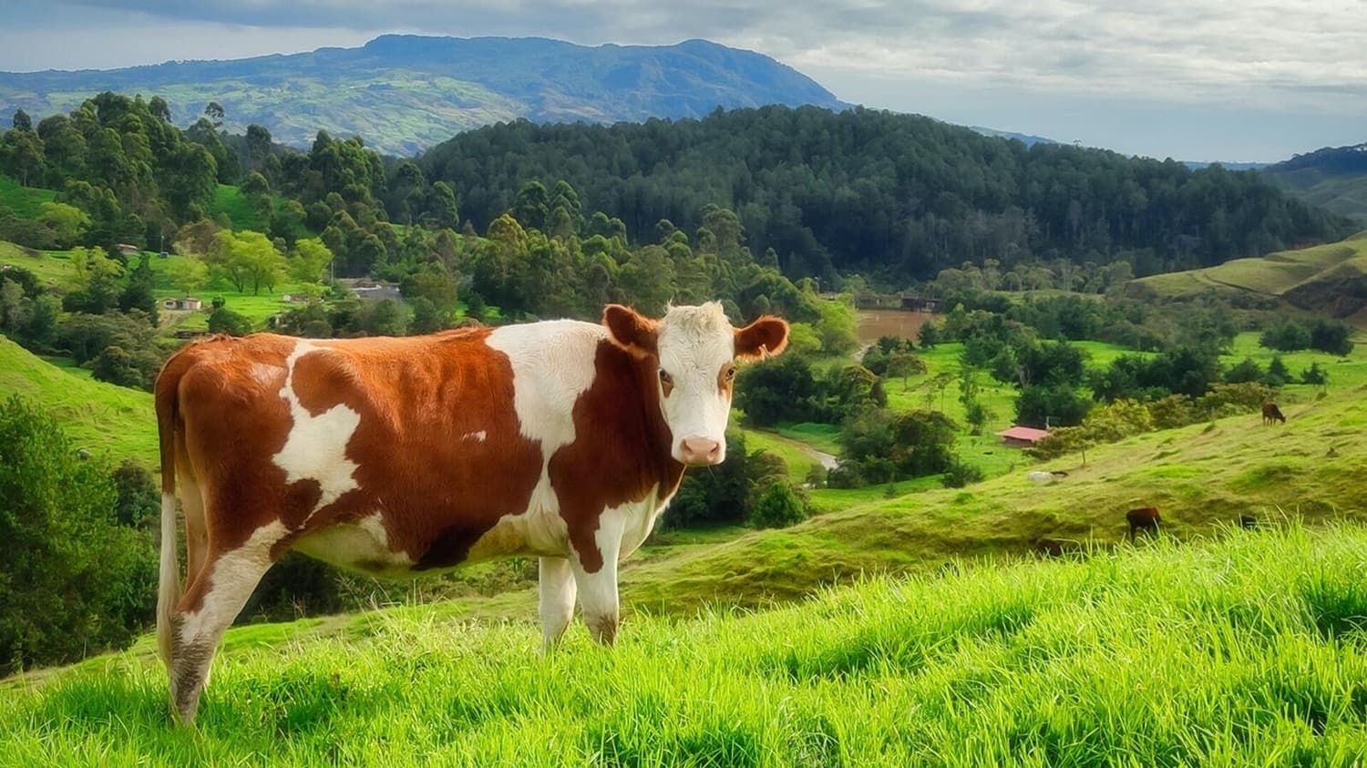 yeni-inek-yetisdirme-usulu-metan-emissiyasini-40-asagi-sala-biler