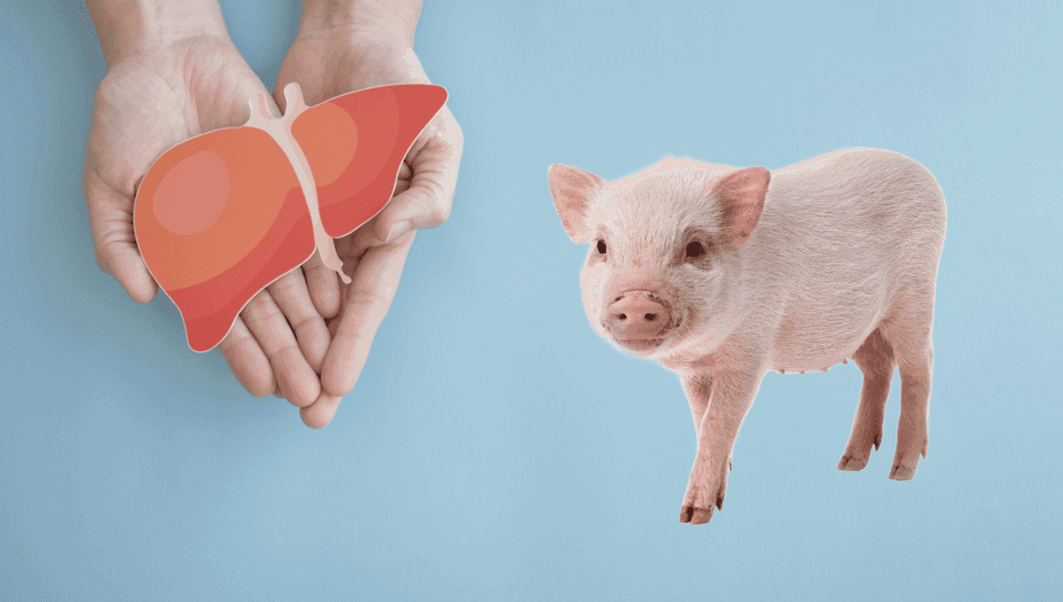 cinde-donuz-qaraciyerini-elde-etmis-sexs-yarim-ilden-sonra-vefat-edib